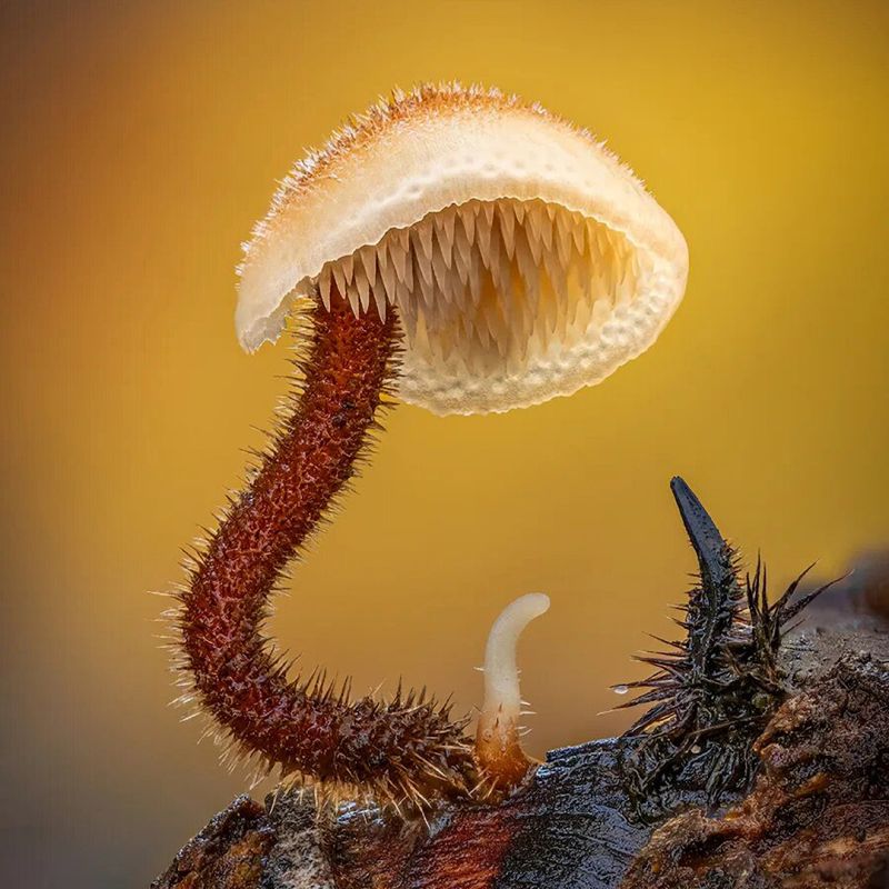 Ушковик обыкновенный: загадочный маленький гриб, вдохновляющий природу