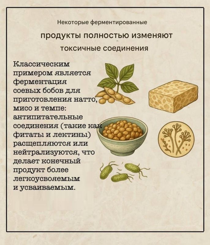 Ферментация: Как привычные продукты становятся безопасными и полезными