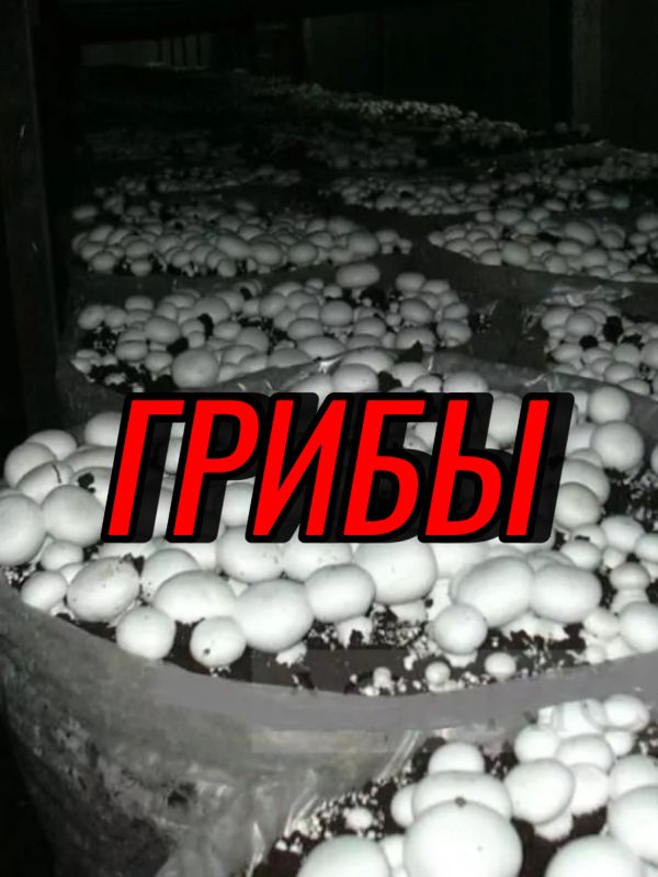 Выращивание грибов дома: советы и рекомендации