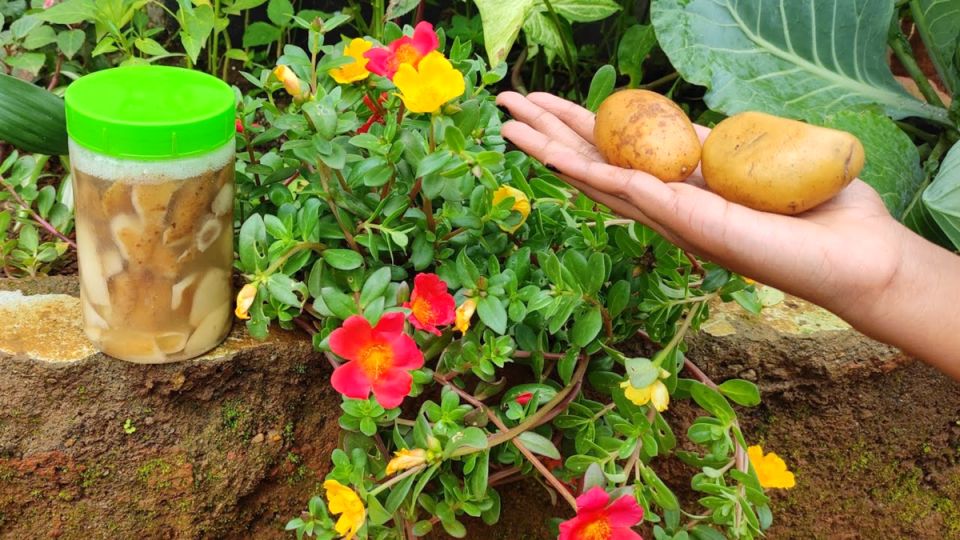 Как картофельные очистки могут стать секретом мощной рассады