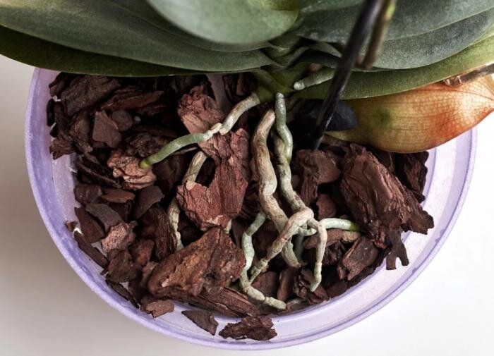 Зачем и как обрезать воздушные корни: полезные советы для садоводов