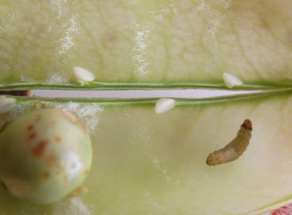 Как защитить горох от вредителей: практическое руководство для садоводов