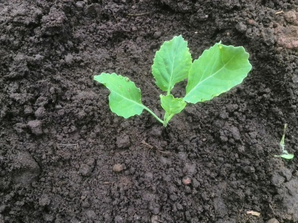 Первый шаг к богатому урожаю: как правильно подкармливать капусту