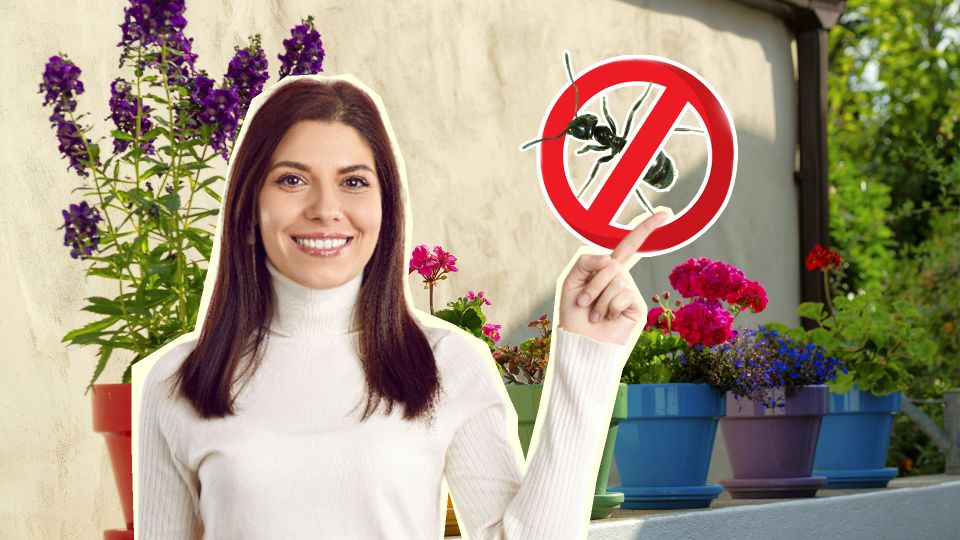Муравьи и слизни больше не заползут: это копеечное средство защитит кашпо с цветами