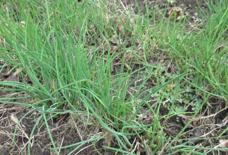 Как шнитт-лук превратился из любимого овоща в украшение сада: история выбора