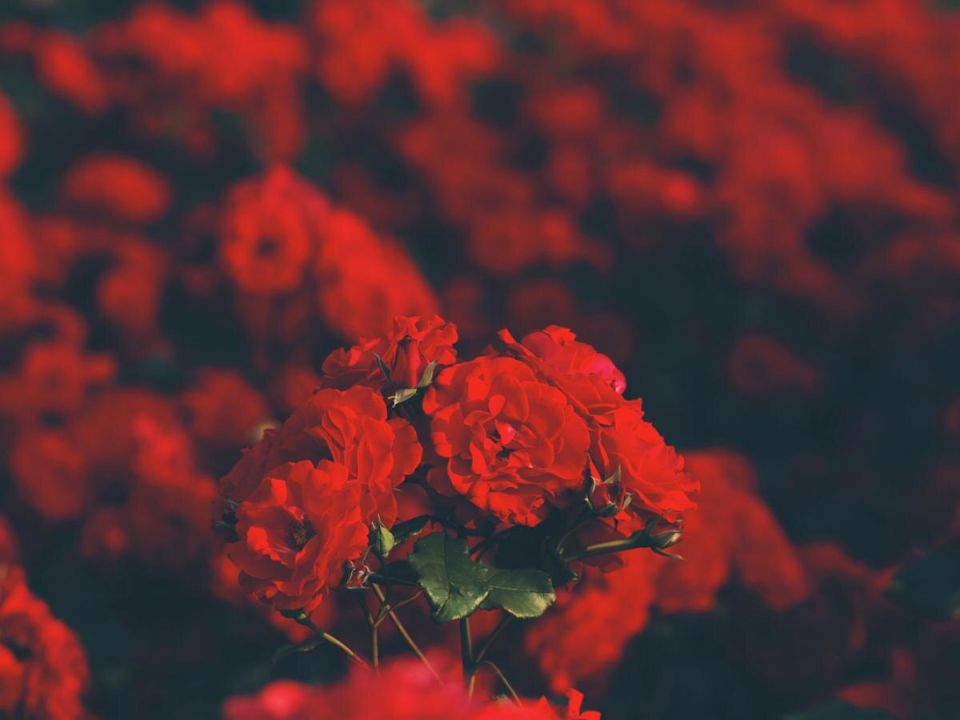 Секреты успешного открытия роз весной: советы для садоводов