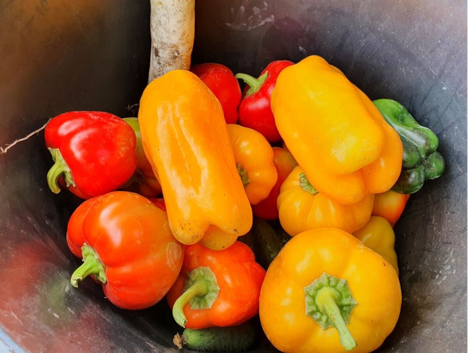 Теплица без забот: неожиданные результаты первого года