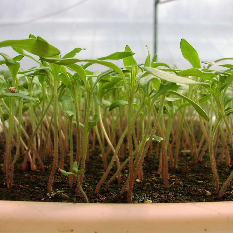 Как создать уютный огород в городской квартире: что сажать в горшках