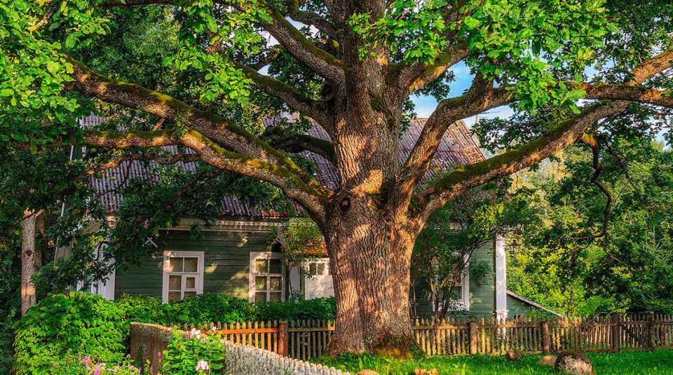 Как деревья могут стать проблемой для вашего участка: два важнейших аспекта