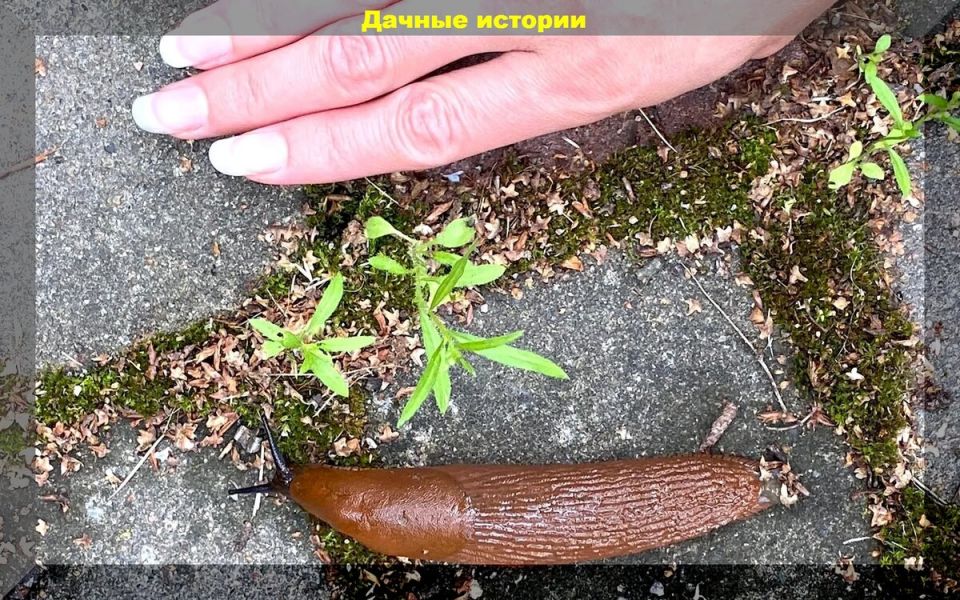 Как эффективно бороться со слизнями, проволочниками и хрущами: советы садоводов