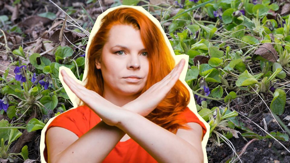 Не удивляйтесь, что садовая фиалка не цветет: вот как вы губите ее изо дня в день