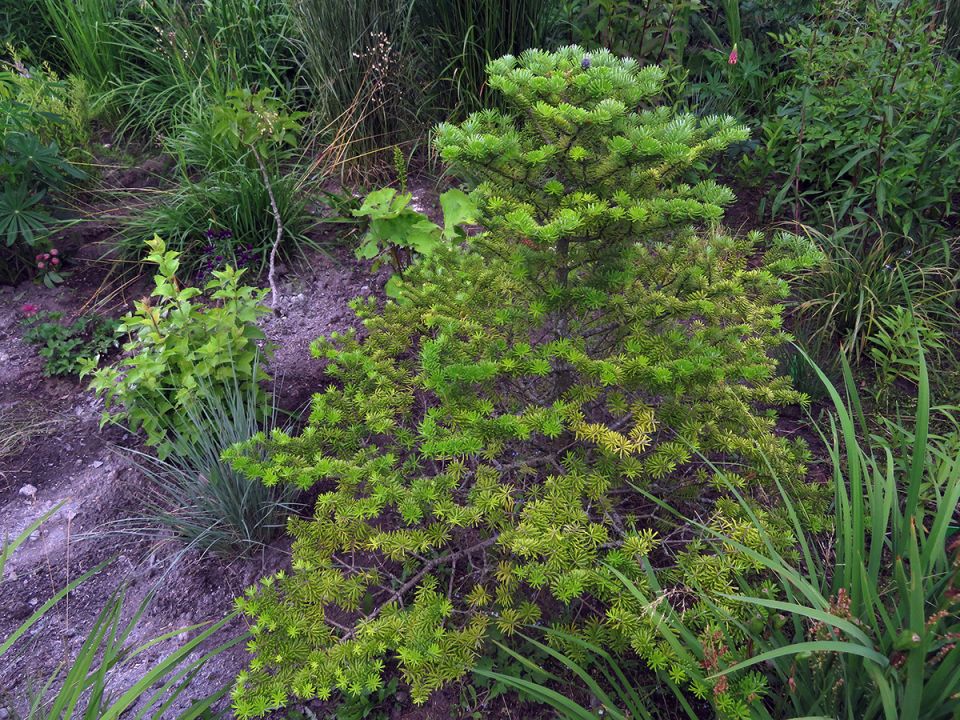 Оживание пихты: как долгожданные перемены вдохнули новую жизнь в зеленый уголок