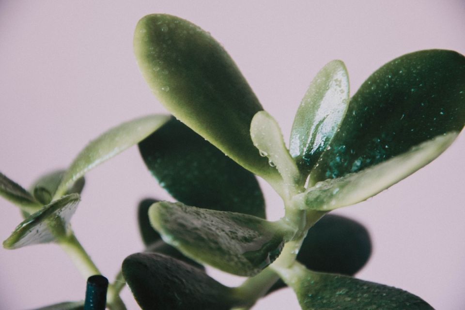 Денежное дерево: секреты ухода и размножения