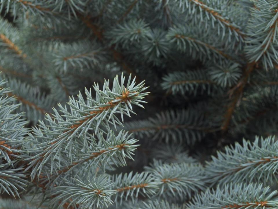 Почему ель не всегда лучший выбор для вашего двора: неожиданные последствия