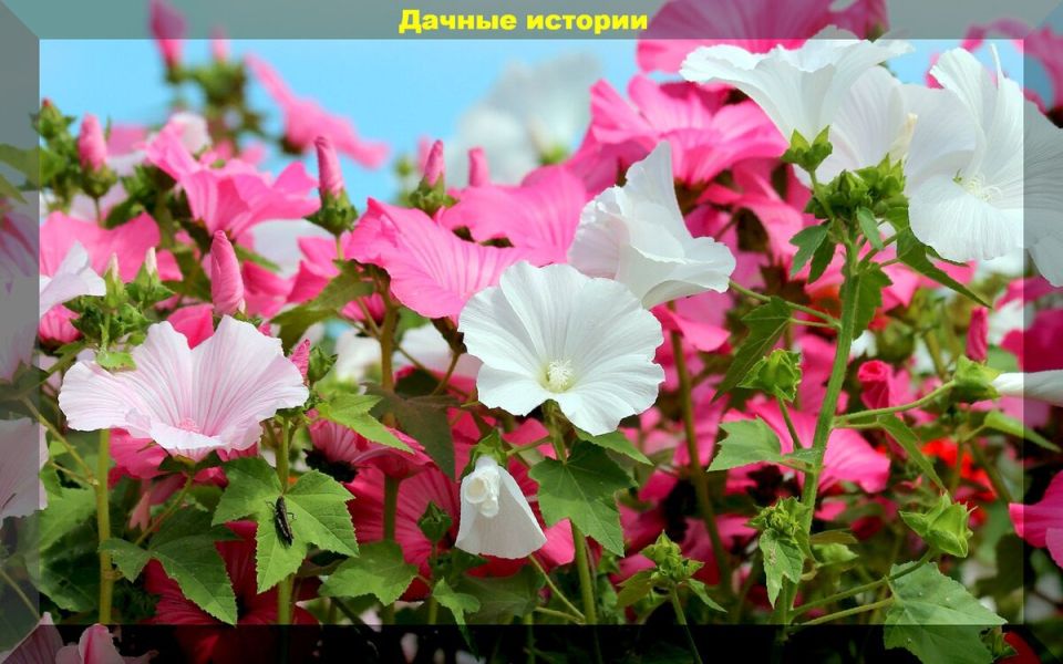 Секреты успешного подзимнего посева цветов