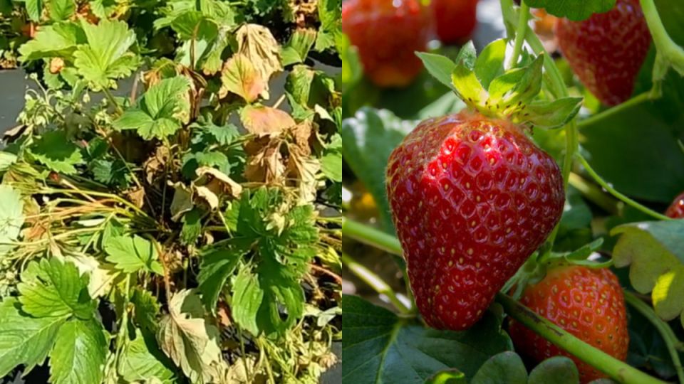 Омоложение старой клубники: секреты успеха