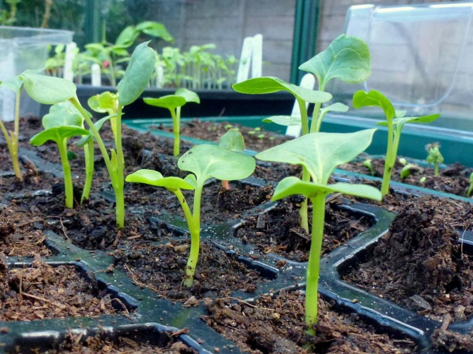 Почему стоит сажать семена прямо в землю: 5 культур для успешного урожая