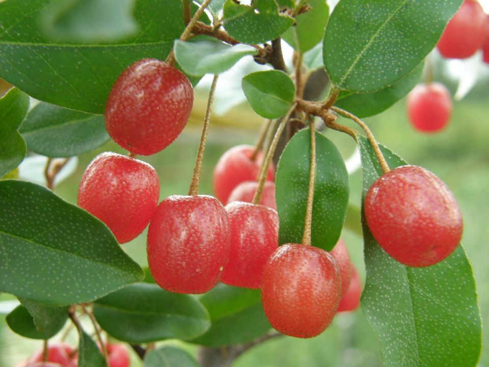 гумми: скрытая жемчужина садоводов, которую стоит попробовать