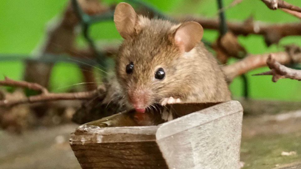 Мыши к яблоням и грушам на метр не приблизятся: выручит элементарная поделка