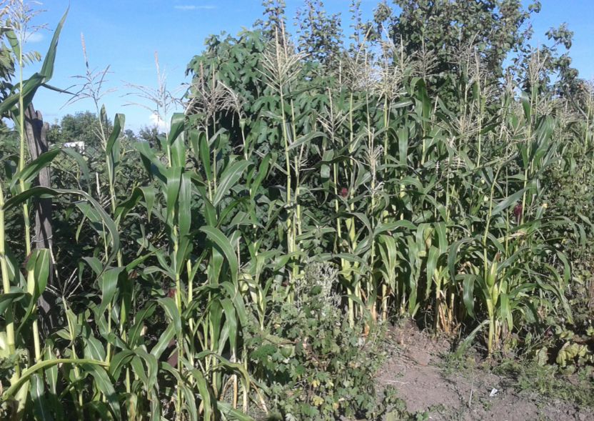 Как кукурузный забор изменил дачный участок: новый взгляд на огородничество