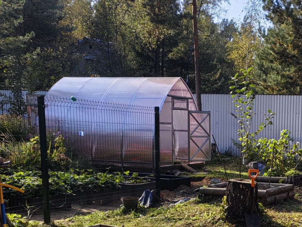 Необычные сорта томатов, которые украсит ваш огород в следующем сезоне