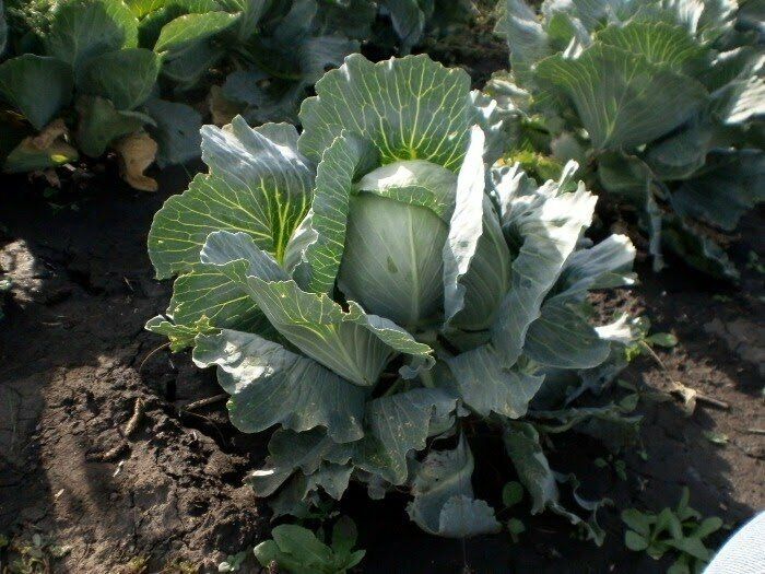 Тонкости успешного полива капусты: как ухаживать за растением правильно