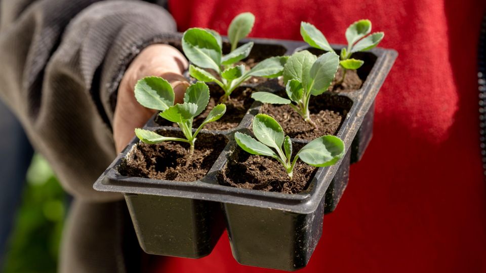 Капустная рассада «попрет» как на дрожжах: дельный совет от опытного агронома