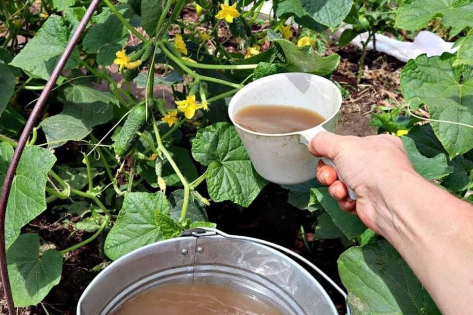 Сентябрь — ключ к щедрому урожаю огурцов: секреты ухода и подкормки