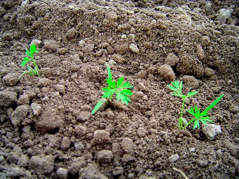 Необычные советы по пересеву моркови и свеклы