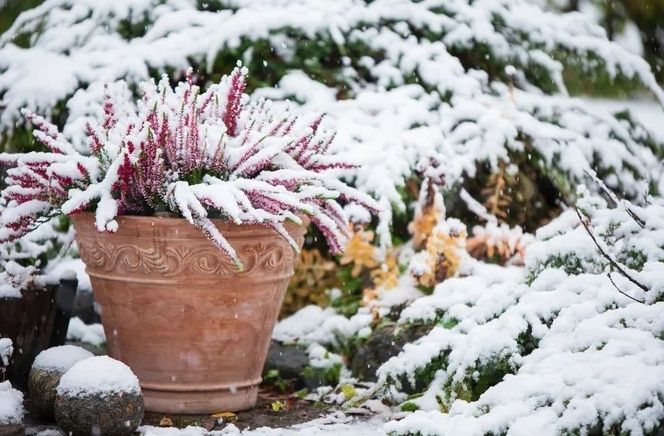 Зимний уход за растениями: как помочь саду пережить морозы