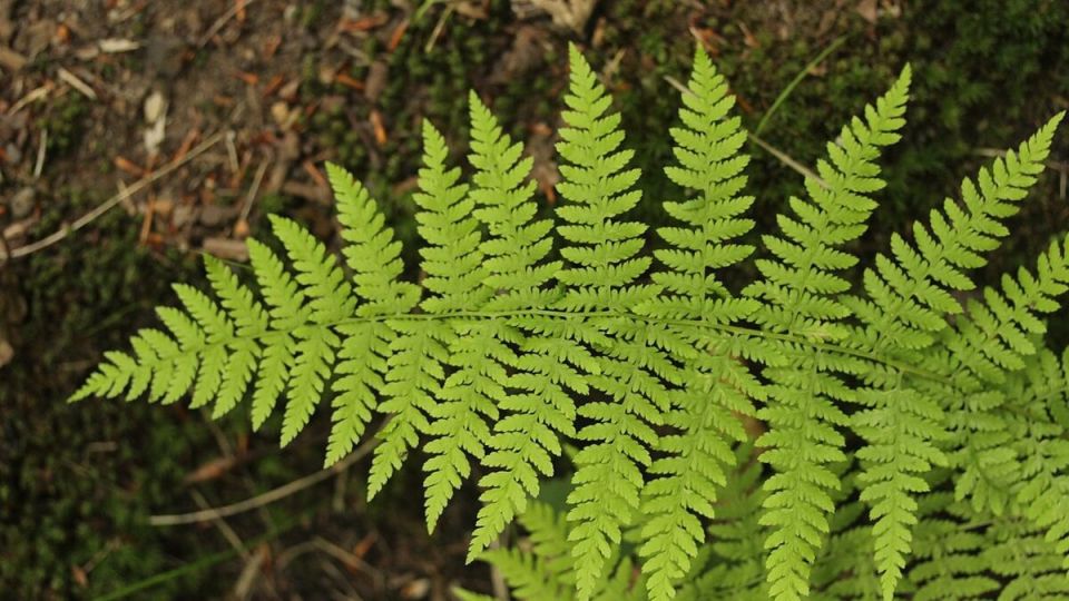 Папоротники: естественные союзники вашего сада