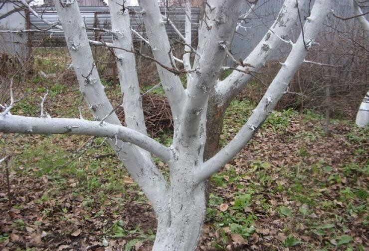 Как защитить сад от зимних неприятностей: советы по подготовке деревьев и ягодных кустарников