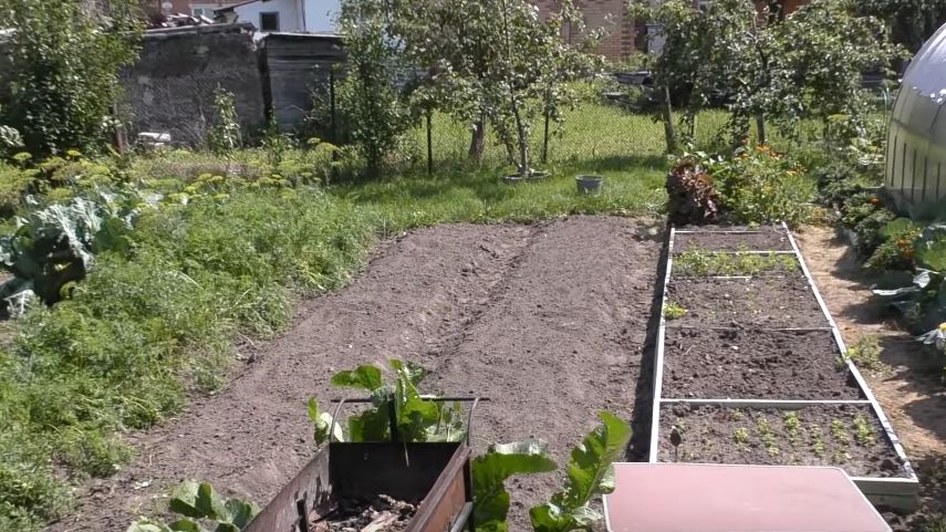 Как позже посеять, чтобы урожай радовал до заморозков