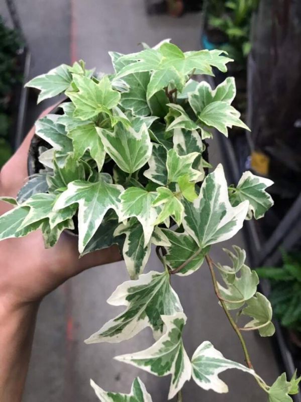 В поисках пёстрых листьев: как вариегатность превращается в тренд