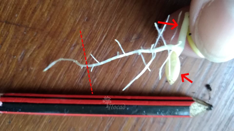 Пикировка томатов: когда и стоит ли с ней заморачиваться?