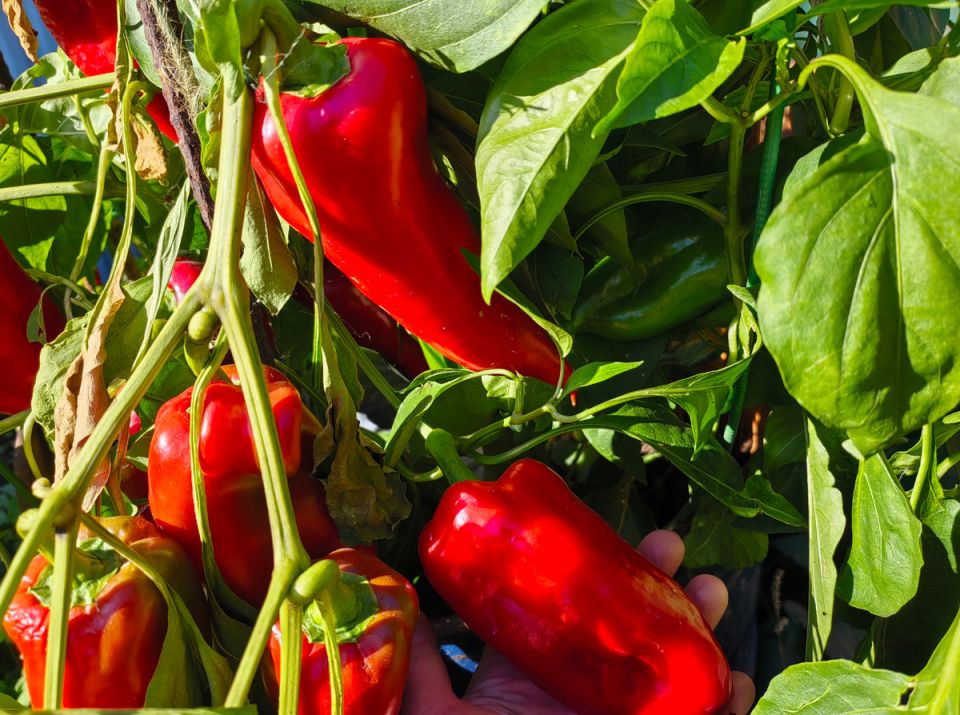 Как сохранить семена перца: нестандартный подход к успешному посеву