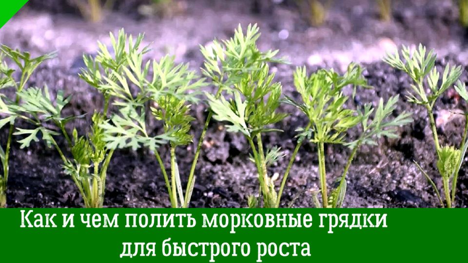 Успех морковного урожая: советы по поливу и подкормке для сладких корнеплодов