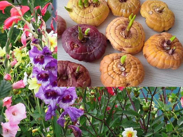 Что делать, если гладиолусы начали прорастать в феврале?