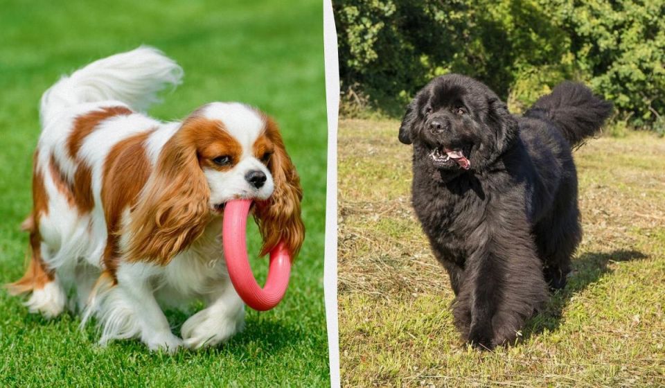 Собаки и астрология: что общего?