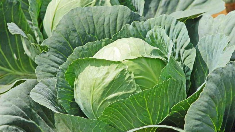 Как вырастить капусту без химии: секреты сокровенных садоводов