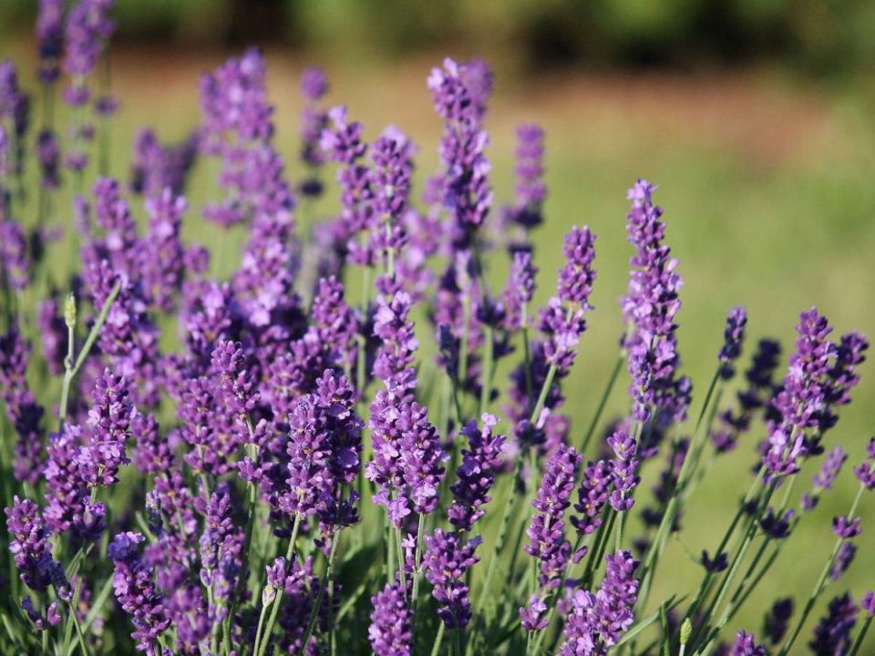 Как вырастить шикарную лаванду: секреты успешного ухода