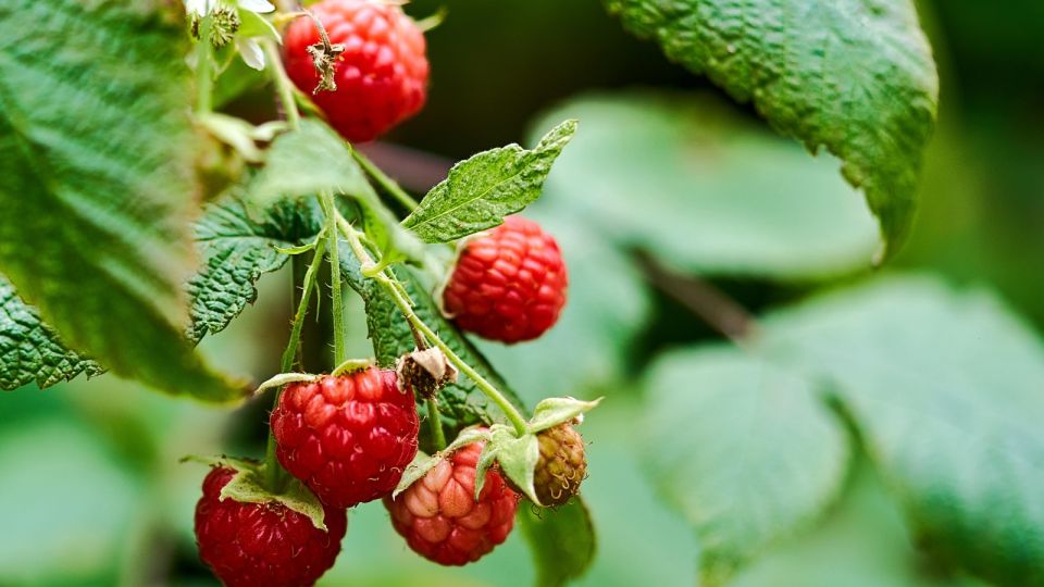 Никогда не сажайте это рядом с малиной: урожай погибнет до последней ягоды