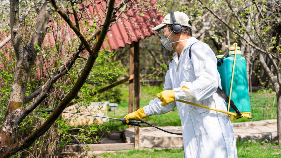 Нашатырный спирт: секрет борьбы с тлей для садоводов