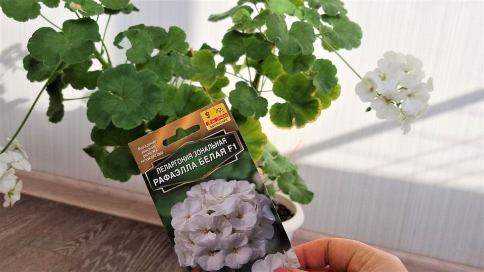 Как подготовить пеларгонию к зиме: секреты обрезки и ухода