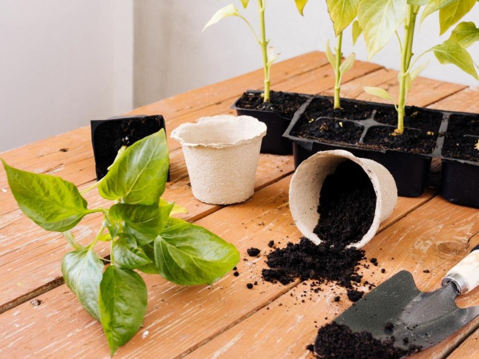 Как подзимний посев томатов меняет подход к огороду