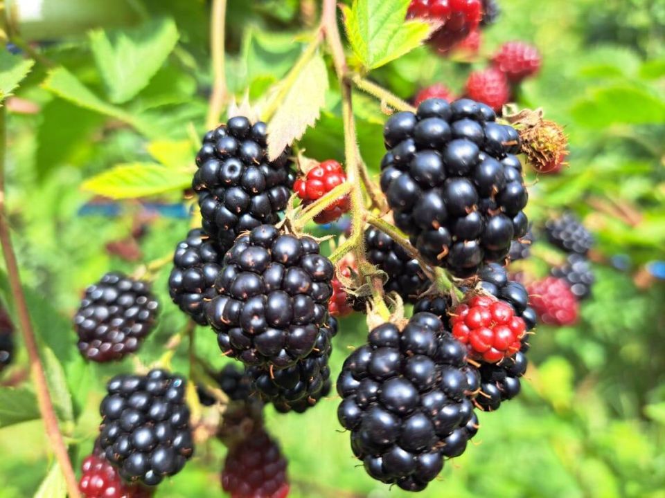 Как ухаживать за молодыми побегами ежевики в этом сезоне