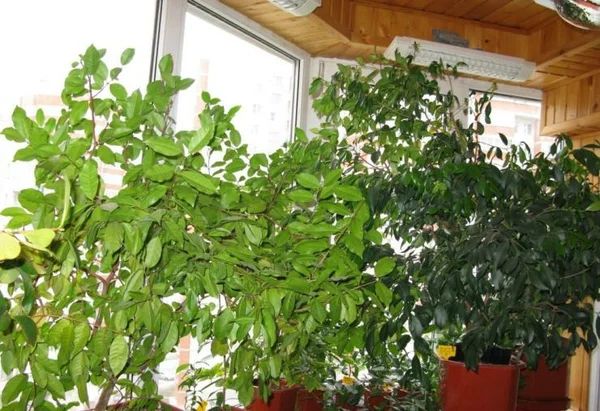 Как создать цветущий миртовый сад на лоджии: шаги к успеху