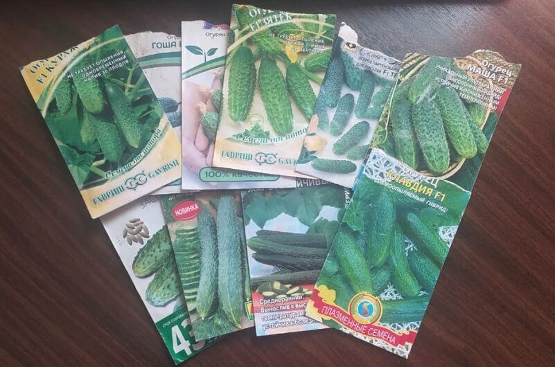 Выбор огурцов для великолепного урожая
