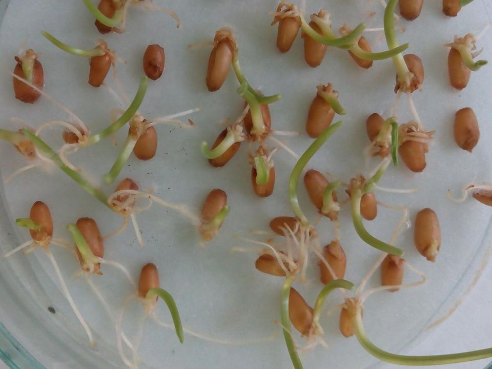 Как замачивание семян может изменить вашу агрономию в 2025 году