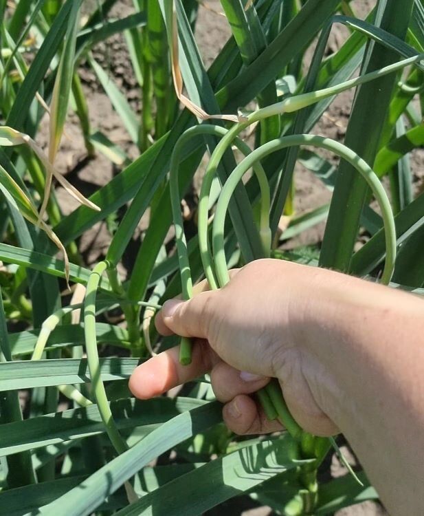 Уход за чесноком: когда и как собирать урожай после цветения